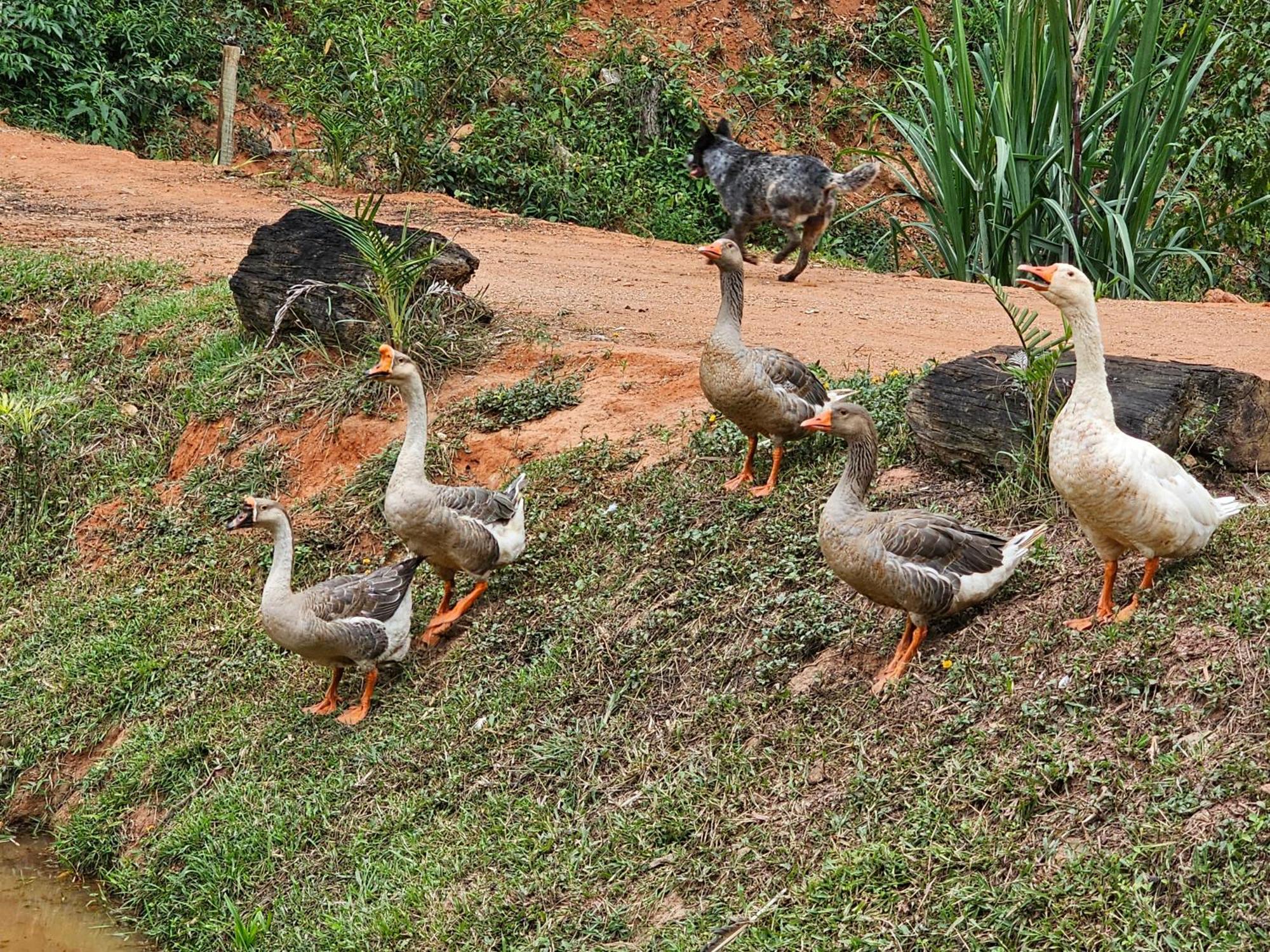 Sitio Reis Membeca Paraíba do Sul Exterior photo